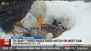 Three Eagle Eggs Hatch On Nest Cam