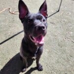 Kingston A1234074