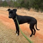 Brody A1239552