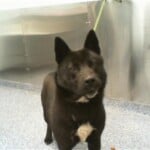 Baloo A1240655