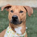 Butterscotch A1237602
