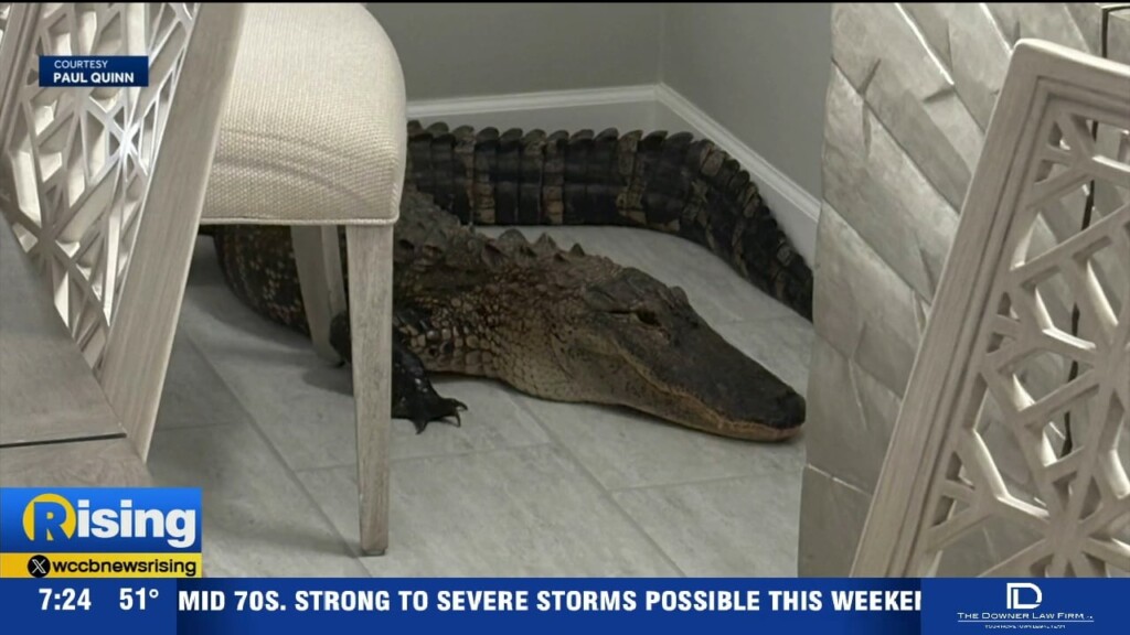 Alligator Home