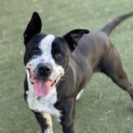 Dodger A1238136