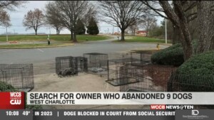 Search For Owner Who Abandoned 9 Dogs