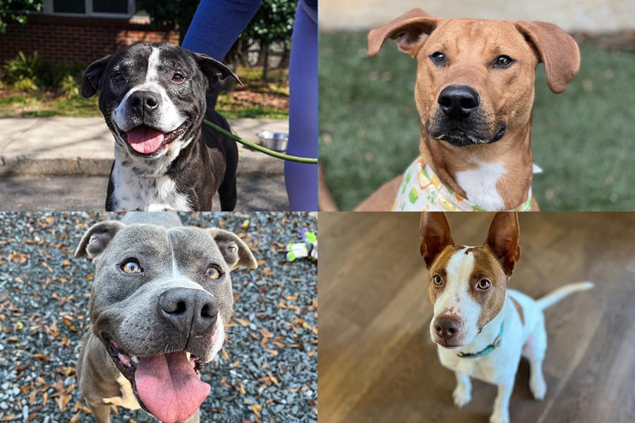 Dogs Available For Adoption At Animal Care Control Due To Shelter Crisis Photos 2