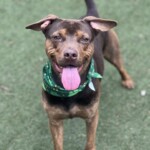 Zeus A1237496