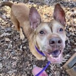 Willette A1238181