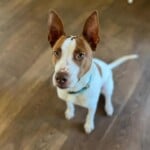 Buddy A1232684