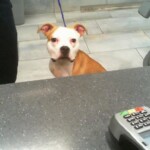 Hadley A1241104