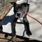 Bunny A1240339