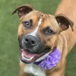 Peppermint A1237099