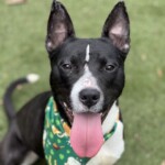 Eli A1238345