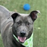 Ghost A1238808