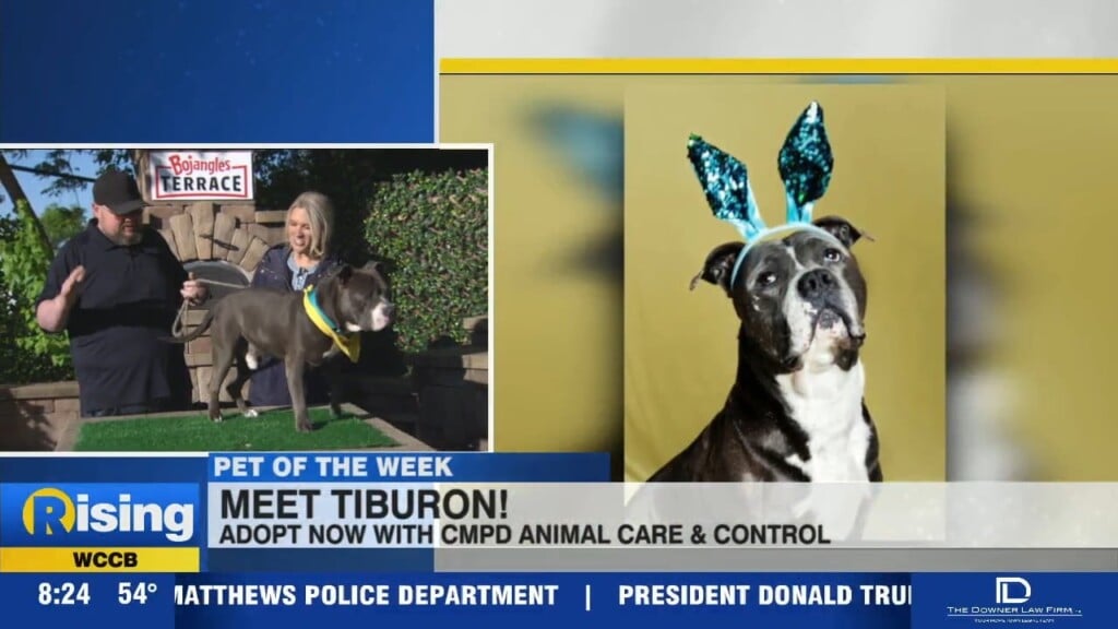 Pet Of The Week: Meet Tiburon