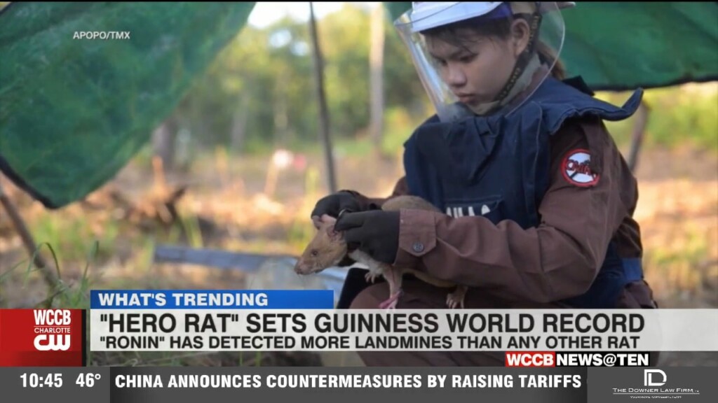 “hero Rat” Sets Guinness World Record