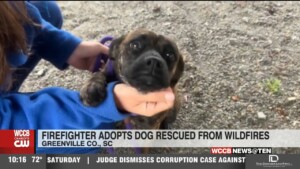 Dog Rescued Twice