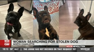 Woman Searching For Stolen Dog