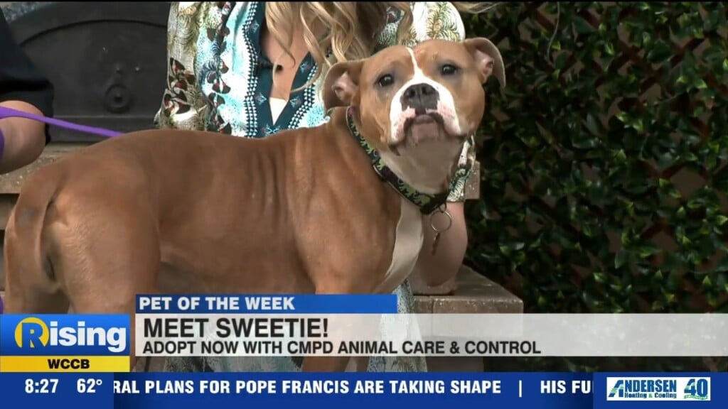 Pet Of The Week: Meet Sweetie