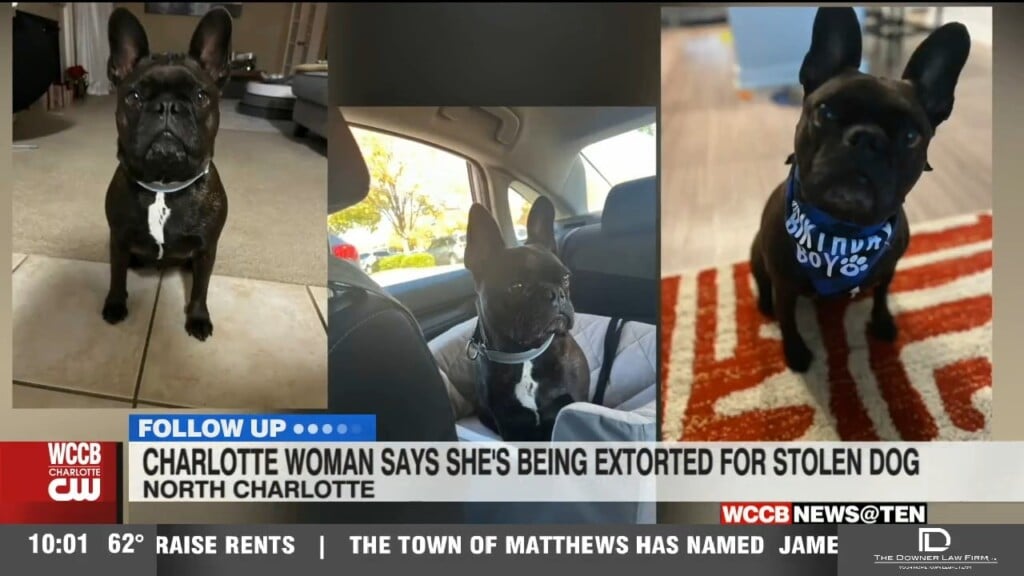 Stolen Dog