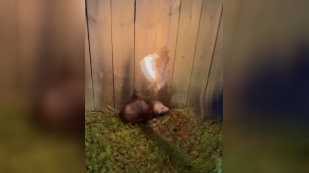 Opposum 2