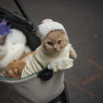 Easter Parade New York