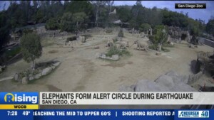 Elephants Form Alert Circle During Earthquake