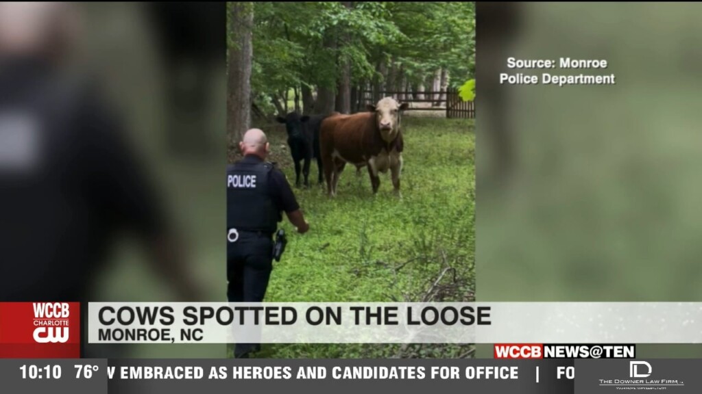Cows Spotted On The Loose In Monroe