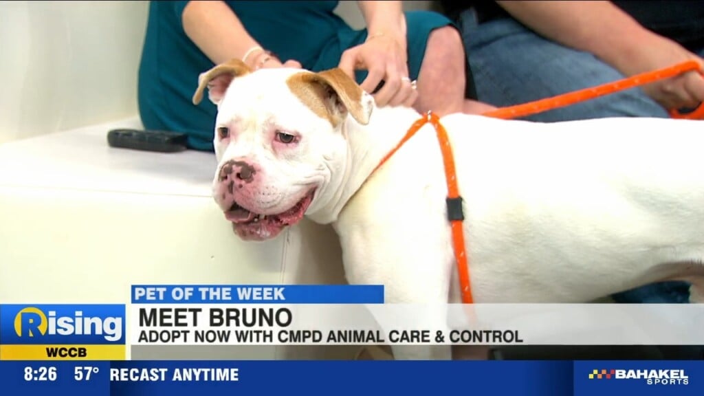 Pet Of The Week: Meet Bruno