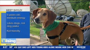 Pet Of The Week Shylo
