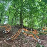 Elemental Exhibitions Forest Forms 4