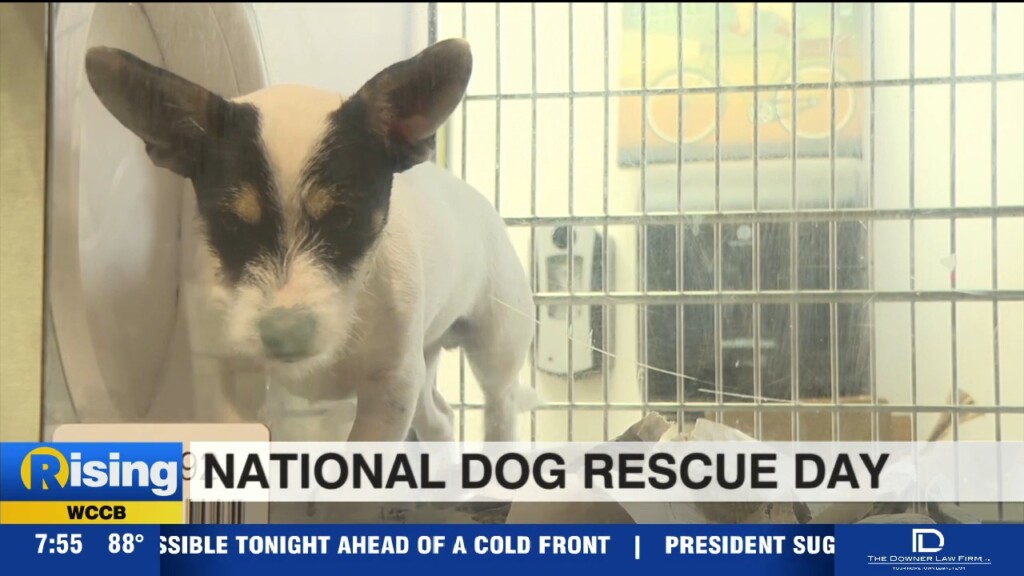 National Dog Rescue Day
