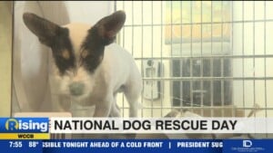 National Dog Rescue Day