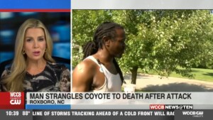 Nc Man Attacked By Coyote