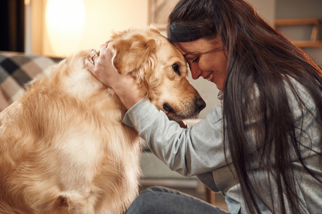 Close Up View, Portrait. Woman Is With Golden Retriever Dog At Home