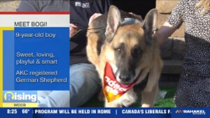 Pet Of The Week: Meet Bogi!