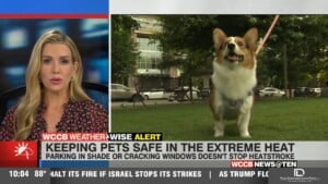 Keep Pets Safe In Heat