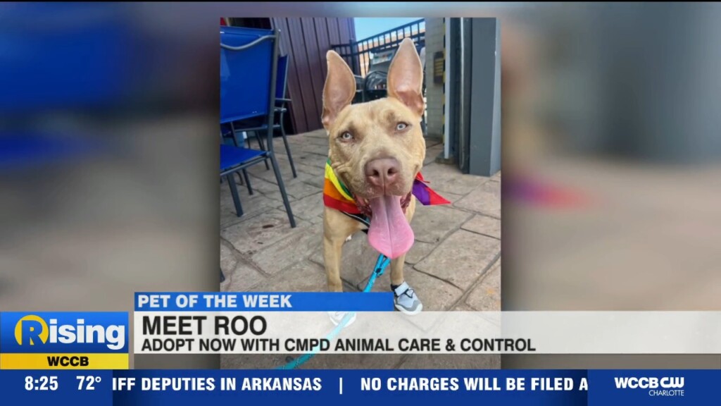 Pet Of The Week: Meet Roo!