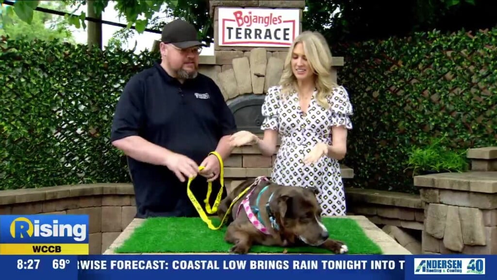 Pet Of The Week: Meet Geo