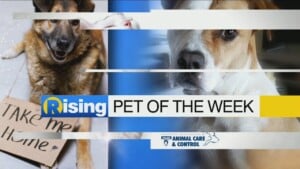 Pet Of The Week: Meet Geo