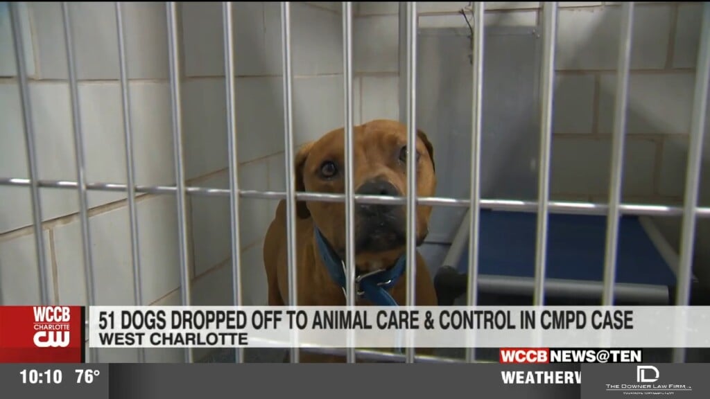 50+ Dogs Seized By Cmpd