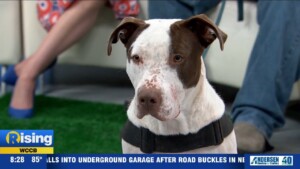 Pet Of The Week: Charlie Brown!