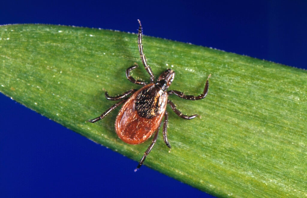 Be Well Ticks