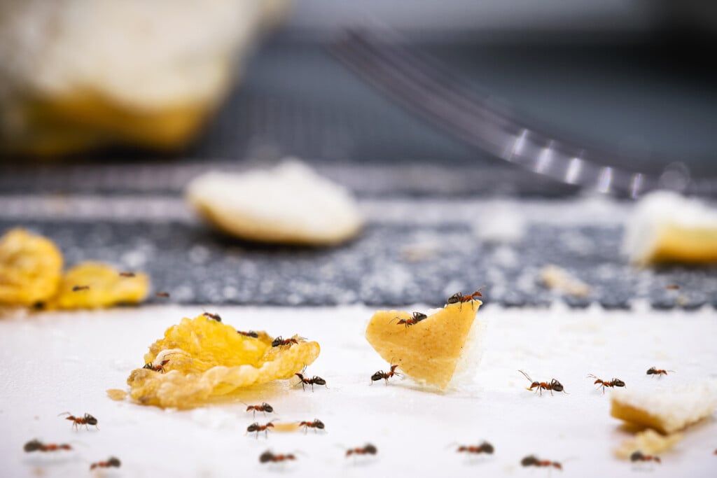 Ants On Dirt And Bread Crumbs On The Table, Insect Infestation In The Kitchen, Need For Detection