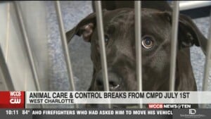 Acc Breaks From Cmpd