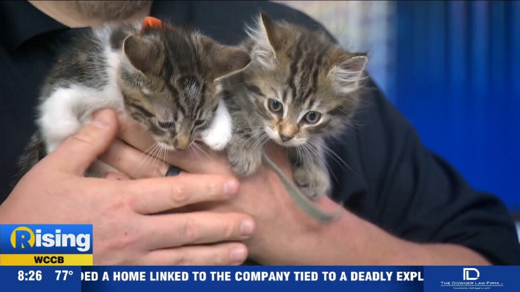 Pet Of The Week: Kittens!