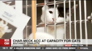 Char Meck Acc At Capacity For Cats