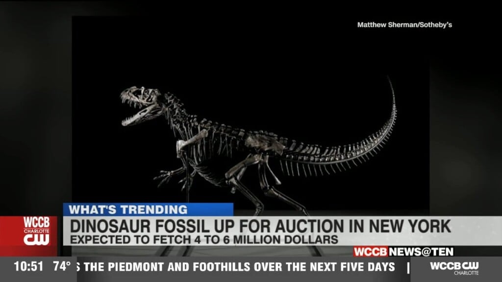 Dinosaur Fossil Up For Auction In New York