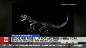 Dinosaur Fossil Up For Auction In New York