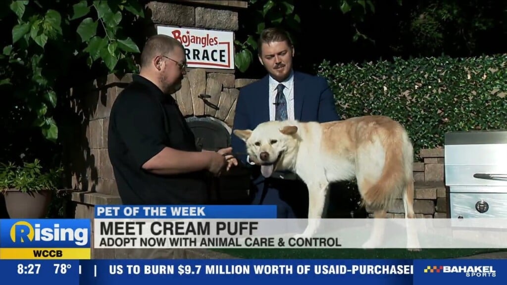 Cream Puff!!!