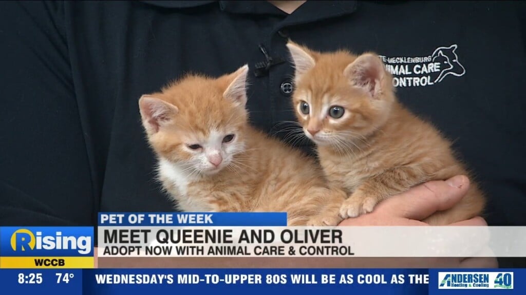 Pet Of The Week: Meet Queenie & Oliver!